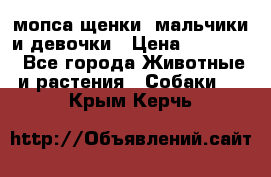 мопса щенки -мальчики и девочки › Цена ­ 25 000 - Все города Животные и растения » Собаки   . Крым,Керчь